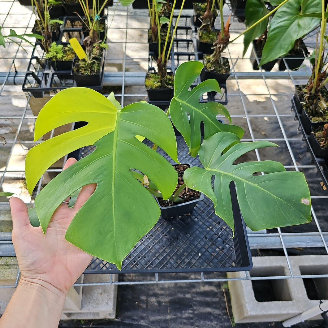 Monstera Borsigiana Aurea, Exact Plant Variegated Ships Nationwide