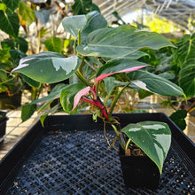 Load image into Gallery viewer, Philodendron White Princess, Exact Plant Variegated Ships Nationwide
