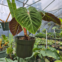 Load image into Gallery viewer, Philodendron Verrucosum Amazon Sunset exact plant, Fedex 2day*
