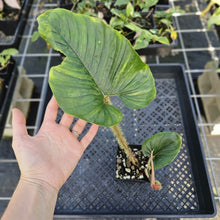 Load image into Gallery viewer, Philodendron Serpens, Exact Plant Ships Nationwide
