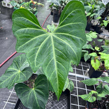 Load image into Gallery viewer, Anthurium Macrolobium, Exact Plant 8&#39;&#39; pot Ships Nationwide
