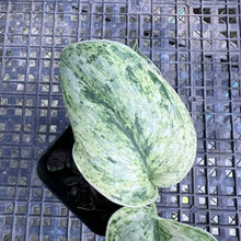 Load image into Gallery viewer, Scindapsus Peasun, Exact Plant Variegated Ships Nationwide
