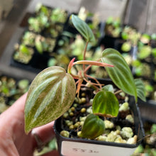 Load image into Gallery viewer, Philodendron Micans Mint Pink Variegated, 2.5” pot, Fedex 2 day*
