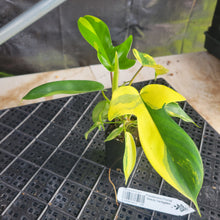 Load image into Gallery viewer, Philodendron Florida Beauty, Exact Plant Variegated Ships Nationwide
