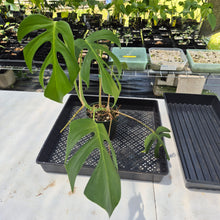 Load image into Gallery viewer, Monstera Sierrana Hawaii Clone, Exact Plant Ships Nationwide
