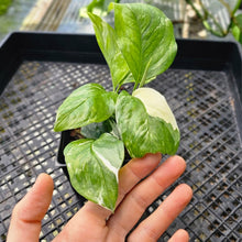 Load image into Gallery viewer, Monstera Lechleriana, Exact Plant Variegated 2 plant pot Ships Nationwide
