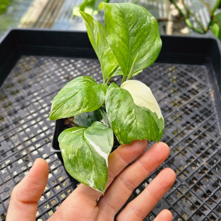 Monstera Lechleriana, Exact Plant Variegated 2 plant pot Ships Nationwide