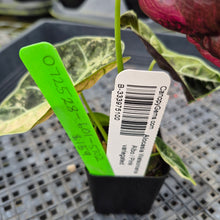 Load image into Gallery viewer, Alocasia Watsoniana Albo/Pink Variegated, Exact Plant Ships Nationwide
