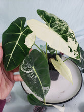 Load image into Gallery viewer, Frydek, Exact Plant, double plant, variegated Alocasia
