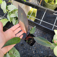 Load image into Gallery viewer, Philodendron Orange Princess, Exact Plant Variegated Ships Nationwide

