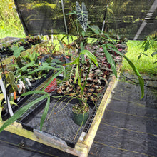 Load image into Gallery viewer, Philodendron Holtonianum exact plant, Fedex 2day*
