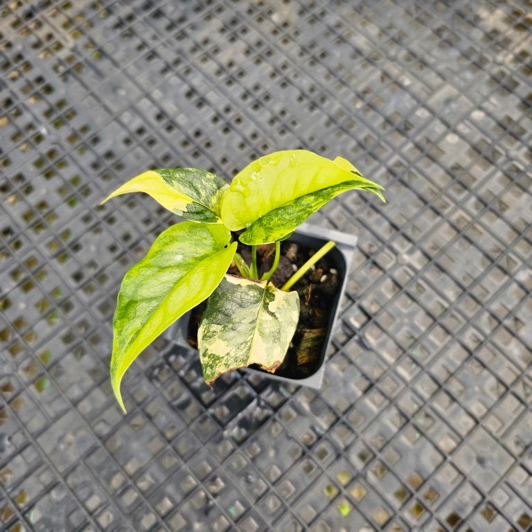 Monstera Siltepecana, Exact Plant Variegated Ships Nationwide