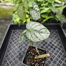 Load image into Gallery viewer, Philodendron Brandtianum, Exact Plant Mature Form Ships Nationwide
