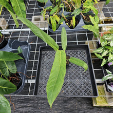 Load image into Gallery viewer, Anthurium Spectabile, Exact Plant Ships Nationwide
