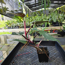 Load image into Gallery viewer, Philodendron Red Anderson, Exact Plant Ships Nationwide
