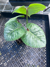 Load image into Gallery viewer, Philodendron Sodiroi True Form, Exact Plant Ships Nationwide
