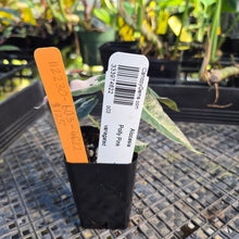 Load image into Gallery viewer, Alocasia polly pink variegated, Exact Plant Ships Nationwide.
