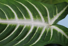 Load image into Gallery viewer, Xanthosoma Lindenii Exact Plant
