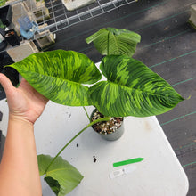 Load image into Gallery viewer, Homalomena Schismatoglottis Neoguineensis, Exact Plant Ships Nationwide
