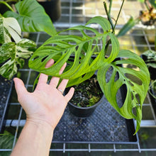 Load image into Gallery viewer, Monstera Esqueleto, Exact Plant Large, 6&#39;&#39; pot
