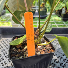 Load image into Gallery viewer, Anthurium Red Crystallinum Doc Block exact plant, Fedex 2day*
