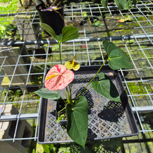Load image into Gallery viewer, Anthurium Shibori Variegated exact plant, Fedex 2day*
