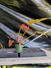 Load image into Gallery viewer, Philodendron Orange Marmalade, Exact Plant Ships Nationwide
