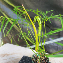 Load image into Gallery viewer, Philodendron Polypodioides, Exact Plant Ships Nationwide
