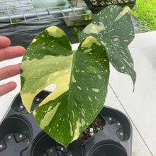 Load image into Gallery viewer, Monstera Deliciosa Creme Brulee variegated exact plant, Fedex 2day*
