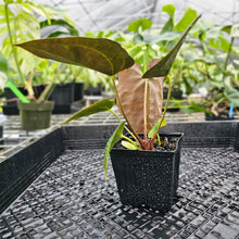 Load image into Gallery viewer, Anthurium Ace Of Spades X Papillilaminum, Exact Plant Ships Nationwide
