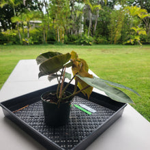 Load image into Gallery viewer, Philodendron Maximum , Exact Plant Ships Nationwide
