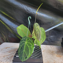 Load image into Gallery viewer, Anthurium Ace of Spades, Exact Plant Ships Nationwide
