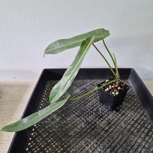 Load image into Gallery viewer, Philodendron Spiritus Sancti exact plant, Fedex 2day*
