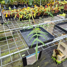 Load image into Gallery viewer, Philodendron Polypodioides, Exact Plant Ships Nationwide
