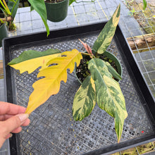 Load image into Gallery viewer, Philodendron Caramel Marble, Exact Plant Variegated Ships Nationwide
