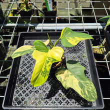 Load image into Gallery viewer, Philodendron Bipennifolium Variegated exact plant, Fedex 2day*

