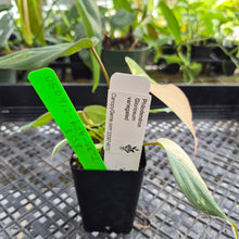 Load image into Gallery viewer, Philodendron Gloriosum Exact Plant Ships nationwide
