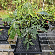 Load image into Gallery viewer, Pachira Aquatica Money Tree, Exact Plant Variegated Ships Nationwide
