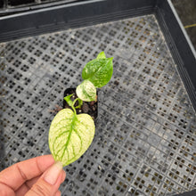 Load image into Gallery viewer, monstera deliciosa mint Exact Plant Variegated Ships Nationwide
