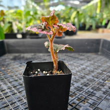 Load image into Gallery viewer, Begonia U012, Exact Plant Ships Nationwide
