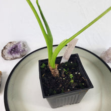 Load image into Gallery viewer, Alocasia Gageana Aurea, Exact Plant Variegated
