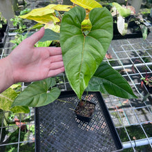 Load image into Gallery viewer, Anthurium Decipiens, Exact Plant
