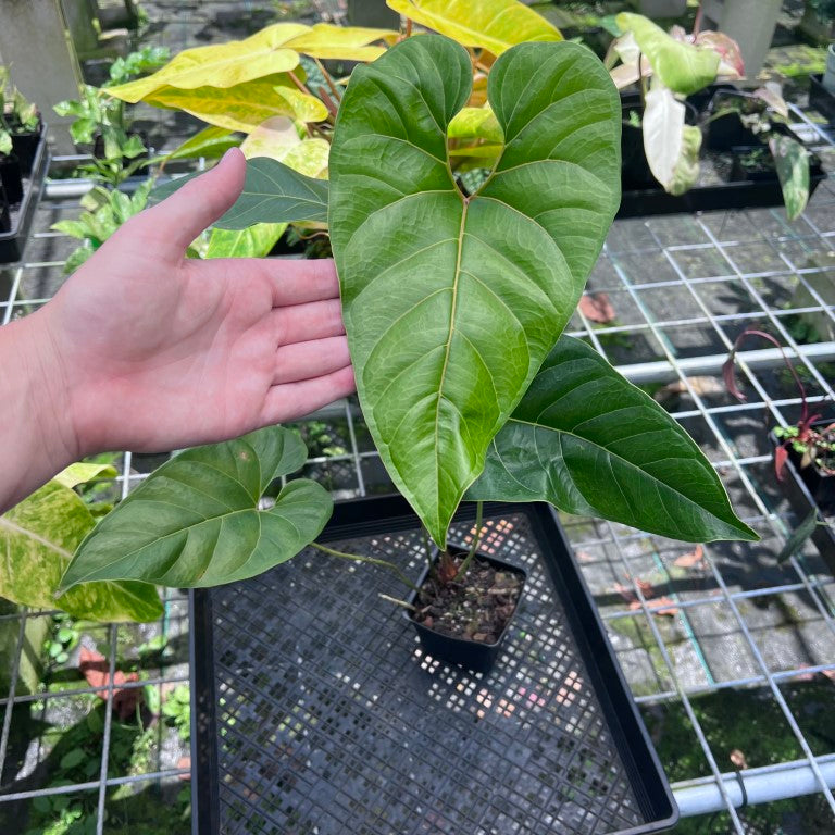 Anthurium Decipiens, Exact Plant