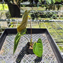 Load image into Gallery viewer, Anthurium Moodeanum x Veitchii, exact plant, Fedex 2day*
