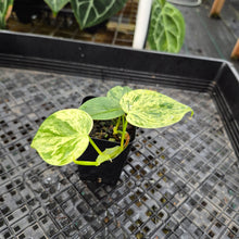 Load image into Gallery viewer, Philodendron Hederaceum, Heart Leaf, Exact Plant Variegated Ships Nationwide
