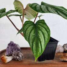 Load image into Gallery viewer, Philodendron Plowmanii, Exact Plant Ships Nationwide
