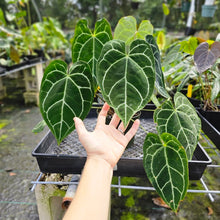 Load image into Gallery viewer, Anthurium Crystallinum, Exact Plant Multi top plant
