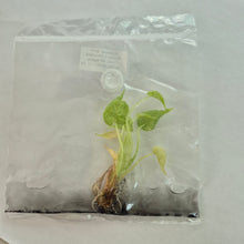 Load image into Gallery viewer, Alocasia Cucullata Mint Variegated tissue culture 2DayAir
