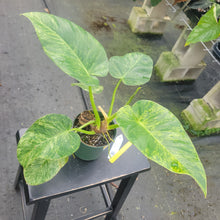 Load image into Gallery viewer, Philodendron Giganteum, Exact Plant Variegated Ships Nationwide
