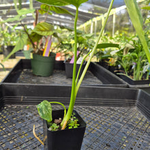 Load image into Gallery viewer, Monstera Deliciosa White Monster , Exact Plant Variegated Ships Nationwide
